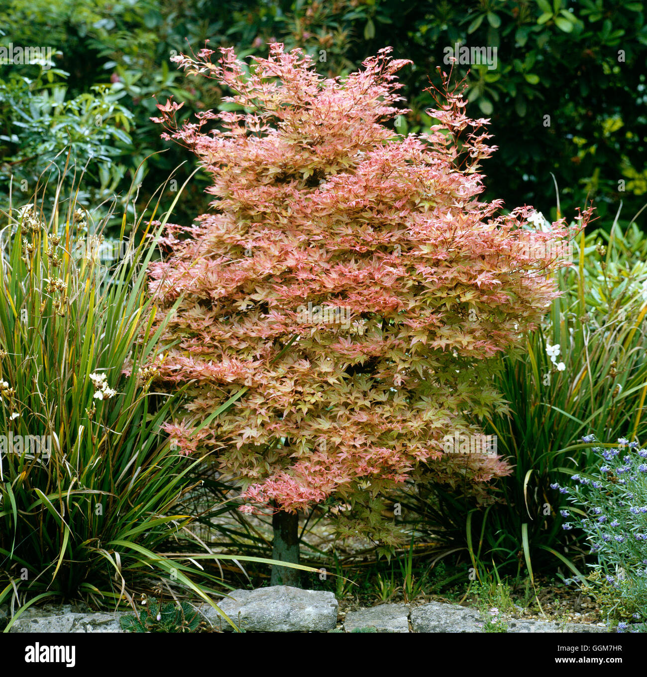 Acer palmatum - `Corallinum' TRS036198 Stock Photo - Alamy